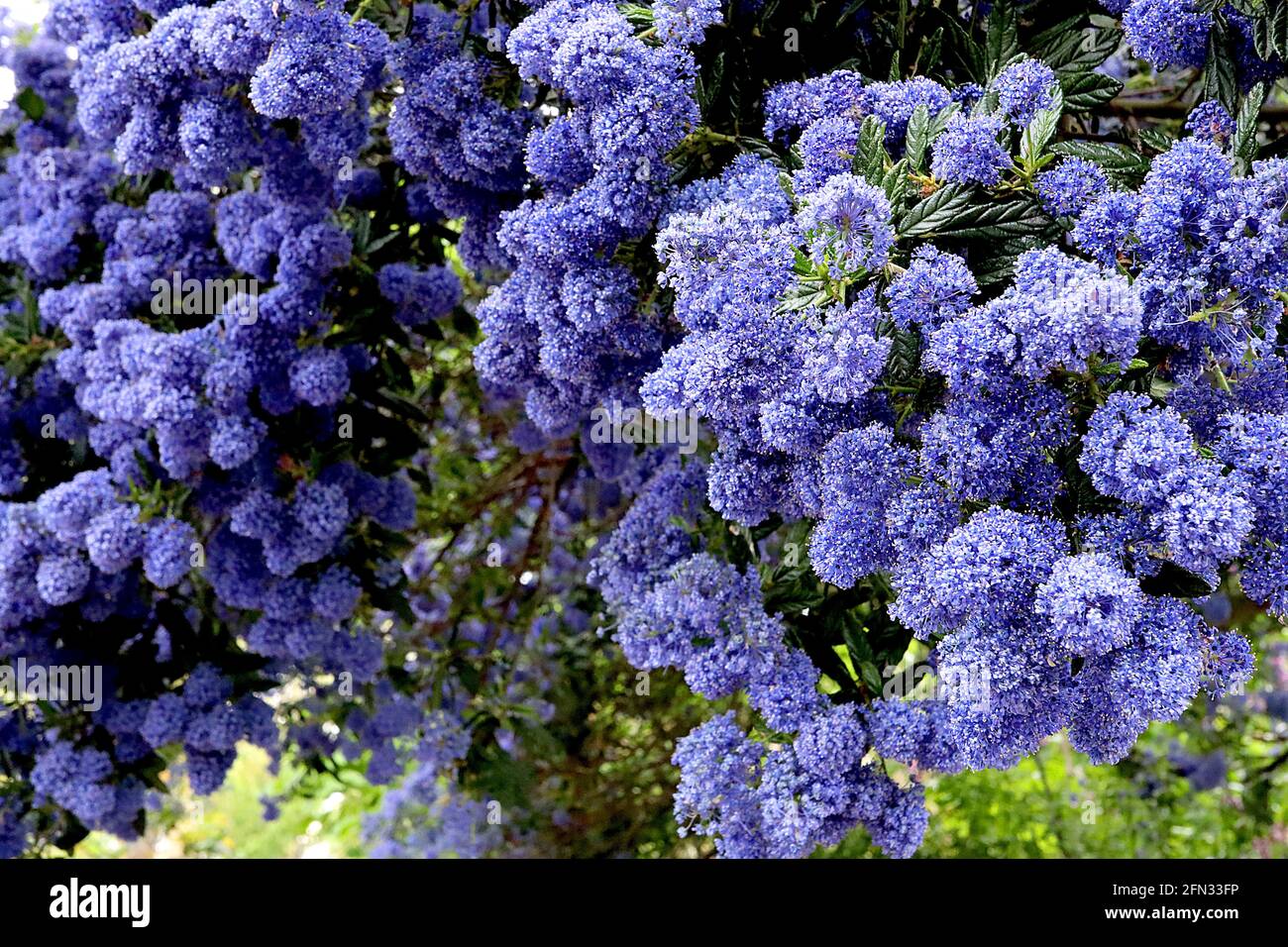 Ceanothus ‘Puget Blue’ California Lilac Puget Blue - kleine, leuchtend blaue Blütenstände und kleine dunkelgrüne, tief geäderte Blätter, Mai, England, Großbritannien Stockfoto