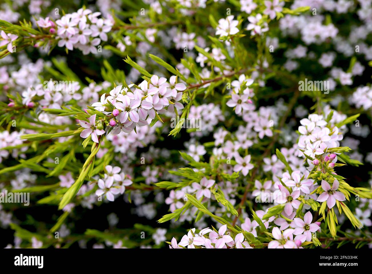 Coleonema pulchellum pinker Konfetti-Busch – kleine sternförmige Blüten mit verdrehten nadelförmigen Blättern, Mai, England, Großbritannien Stockfoto