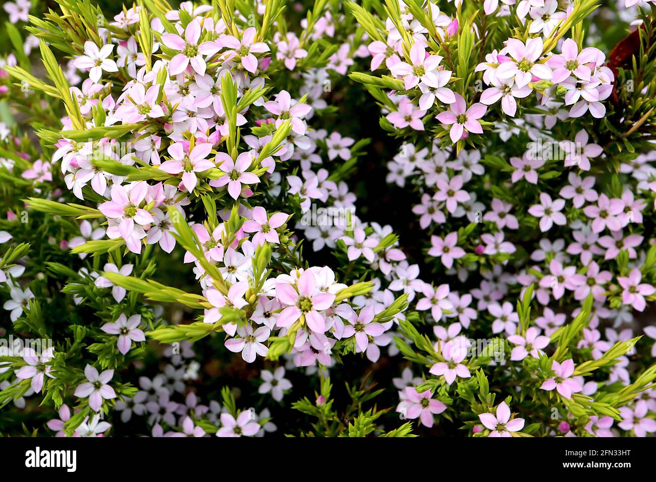Coleonema pulchellum pinker Konfetti-Busch – kleine sternförmige Blüten mit verdrehten nadelförmigen Blättern, Mai, England, Großbritannien Stockfoto