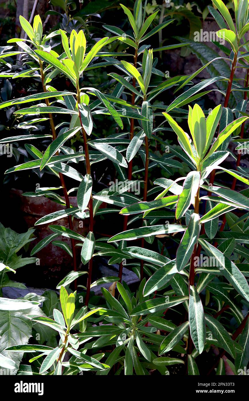Nur Blätter von der Echten Hornspreite – weit auseinander liegende, dunkelgrüne, schmale längliche Blätter mit weißem Rückgrat und roten Rändern, Mai, England, Großbritannien Stockfoto