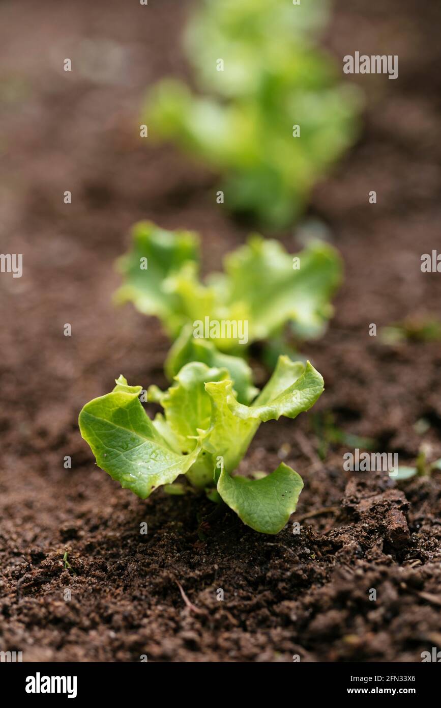 Butterkopfsalat „Leny“-Sämlinge (Lactuca sativa var.capitata) Stockfoto