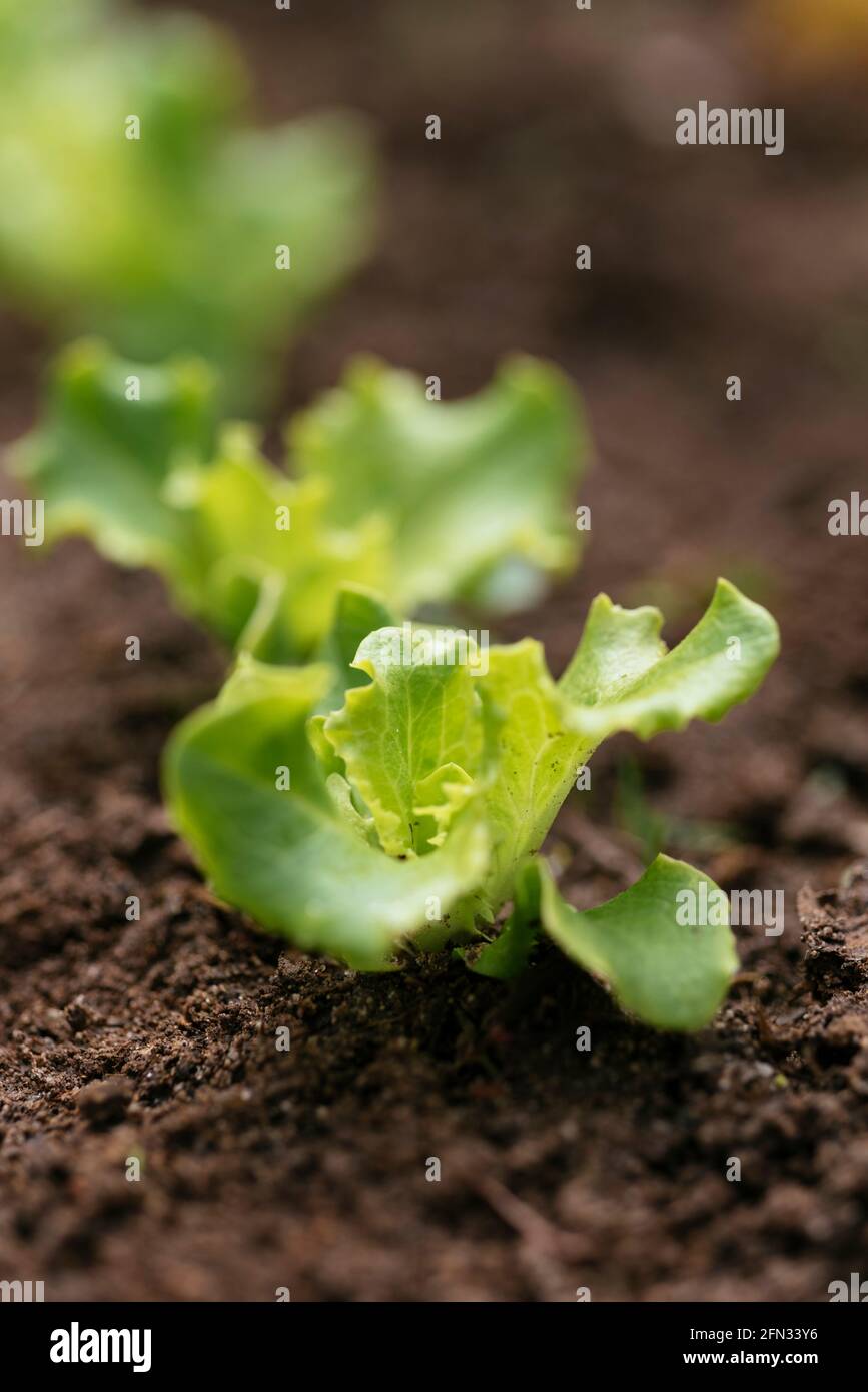 Butterkopfsalat „Leny“-Sämlinge (Lactuca sativa var.capitata) Stockfoto