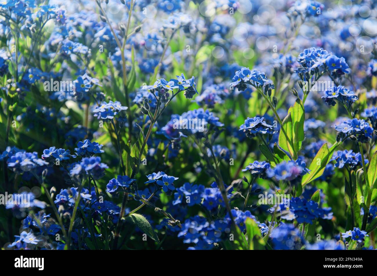 Vergiss mich nicht Blumen Hintergrund. Blaue Blüten blühen an sonnigen Tagen. Symbol der wahren Liebe Stockfoto