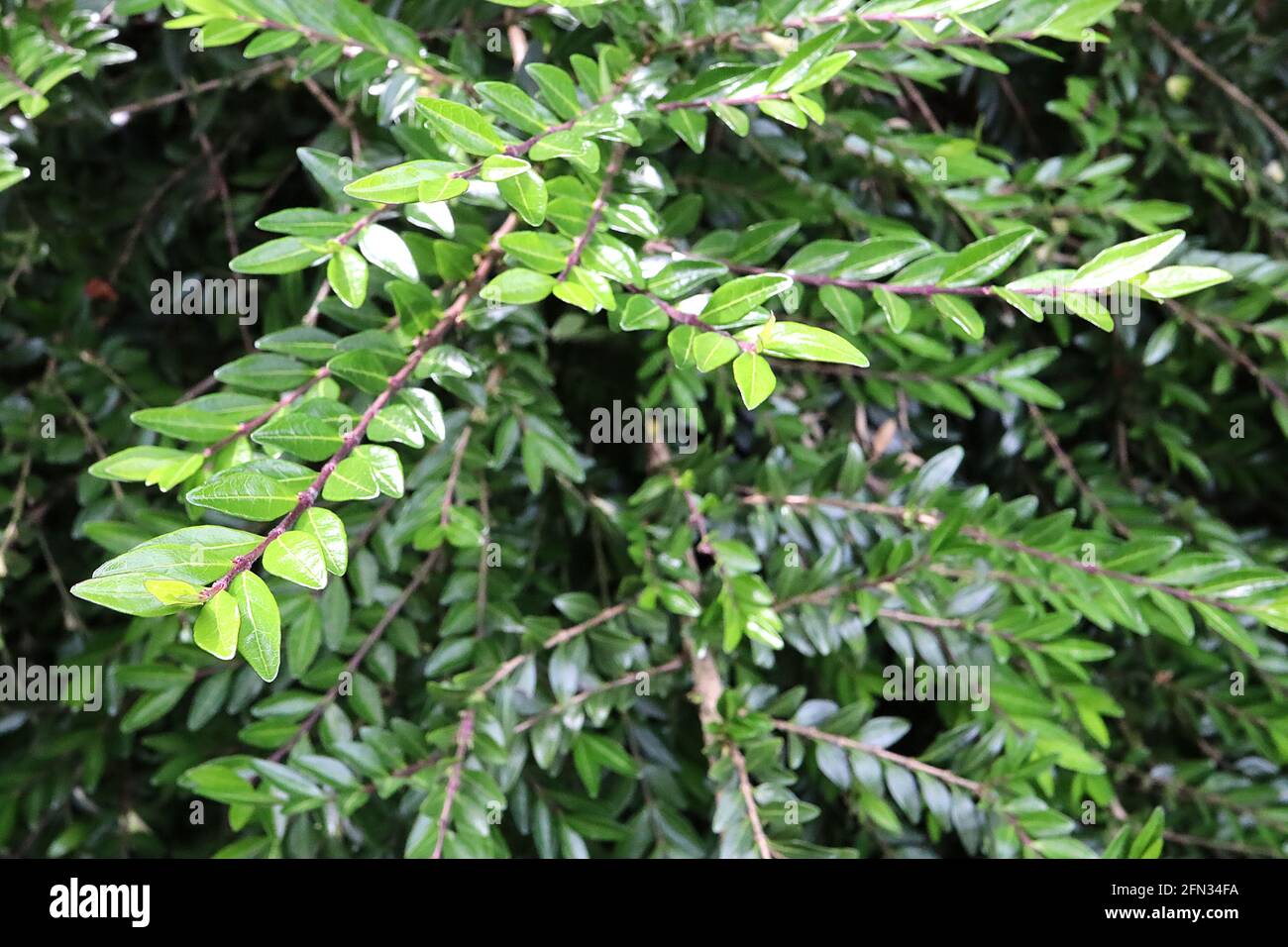 Lonicera pileata kastenblättrige Geißblatt - kleine, glänzende, lanzenförmige Blätter und braune Stängel, Mai, England, Vereinigtes Königreich Stockfoto