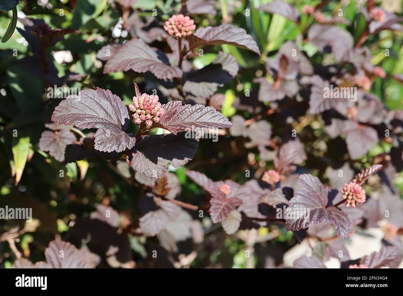 Physocarpus opulifolius ‘Diabolo’ Ninebark Diabolo – rosafarbene Blütenknospen und adernierte palmatinfarbene Blätter, Mai, England, Großbritannien Stockfoto