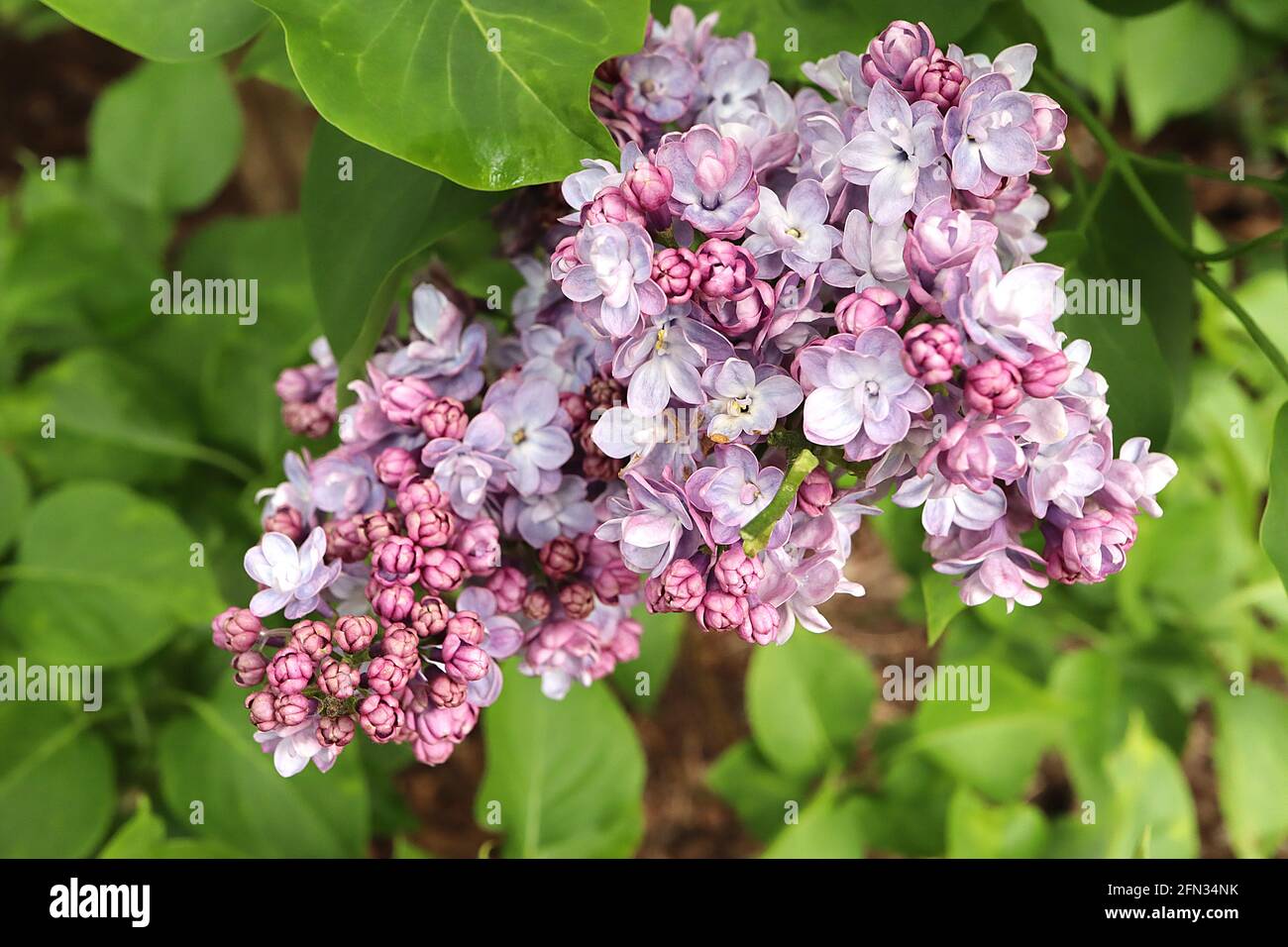 Syringa x hyazinthiflora ‘Scentara Double Blue’ Lilac Double Blue – duftende, doppelt rosa und weiße Blüten auf blauen Stielhaufen, Mai, England, Großbritannien Stockfoto