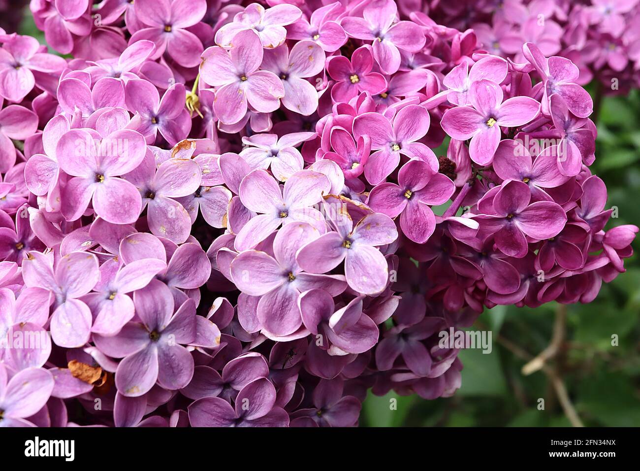 Syringa x hyazinthiflora ‘Maidens Blush’ gemeine Flieder Maidens Blush – einzelne rosa Malvenblüten, Mai, England, Großbritannien Stockfoto