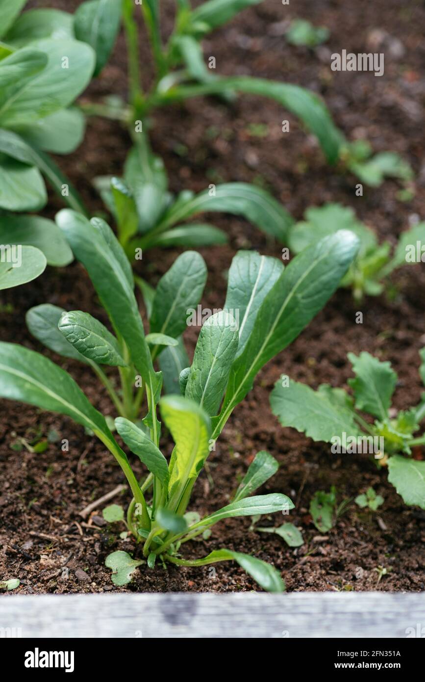 Japanische mibuna (Brassica rapa subsp. Nipposinica var. „Mibuna“). Stockfoto