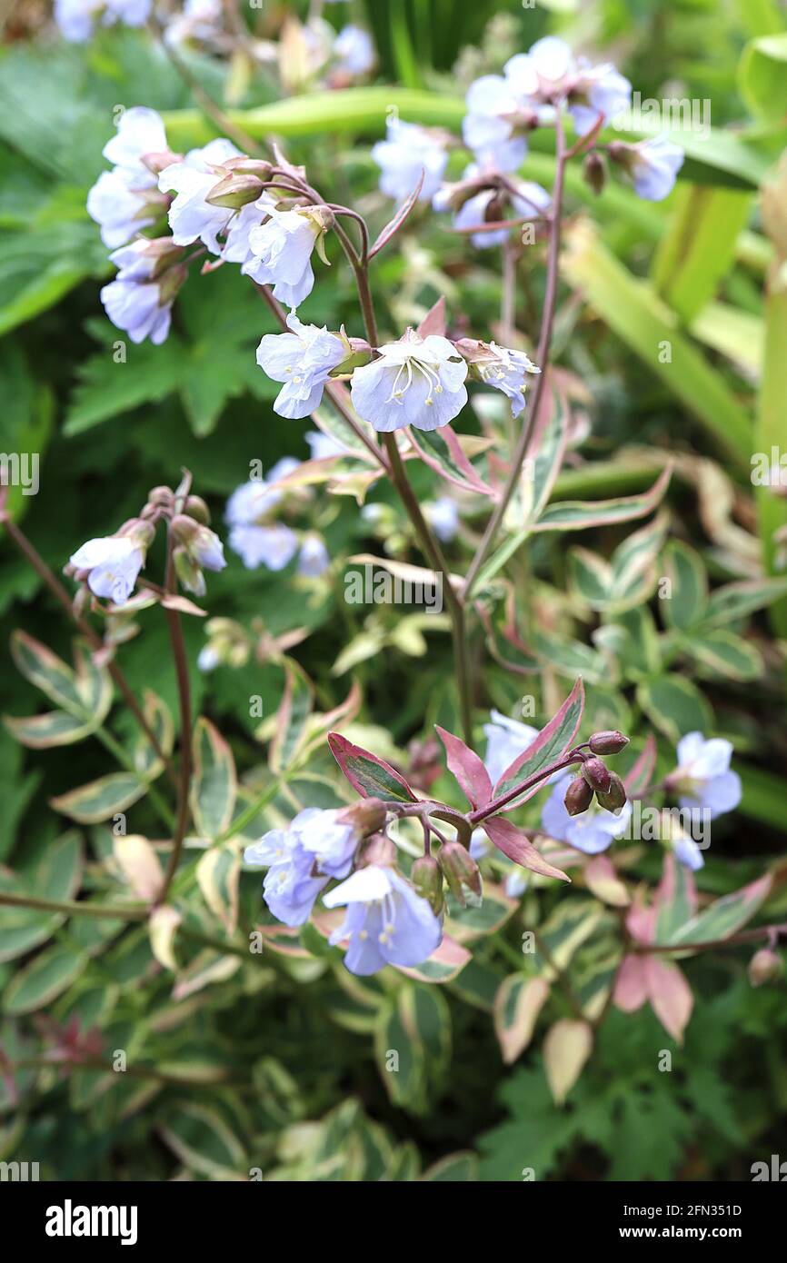 Polemonium reptans ‘Stairway to Heaven’ Jacobs Ladder Stairway to Heaven – blassblaue Blüten und buntes Laub mit rosa Tönungen, Mai, England, Stockfoto