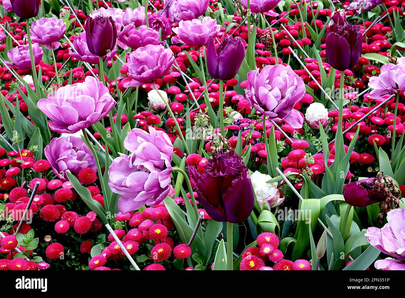 Tulipa / Tulpe ‘Purple Crystal’ mit 7 gefransten, tiefvioletten Blüten Tulipa/ Tulpe ‘Blue Diamond’ Double Late 11 doppelt violette Blüten, gesäumt Stockfoto