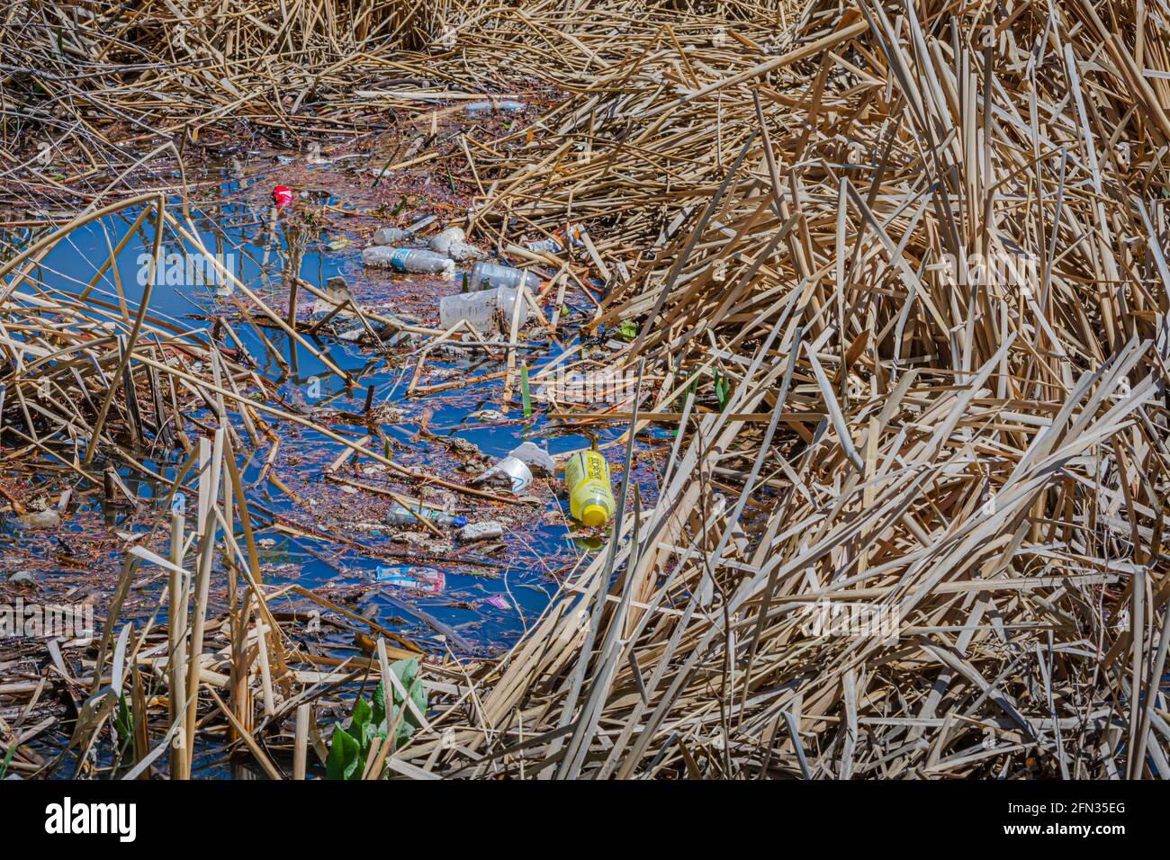 Angesammelter, übersäter Müll, der nach starkem Regen in Cattail-Feuchtgebieten, Castle Rock Colorado USA, gesammelt wurde. Foto aufgenommen im Mai. Stockfoto