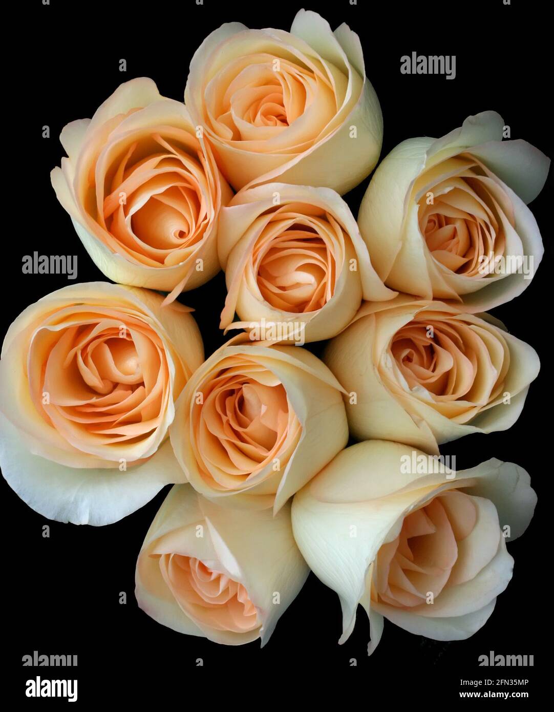 Weiße Rosen auf schwarzem Hintergrund Stockfoto