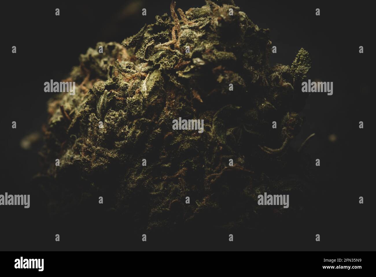 Makro Nahaufnahme Porträt von Mango Kush Cannabis Marihuana trockene Knospen, selektiver Fokus Stockfoto