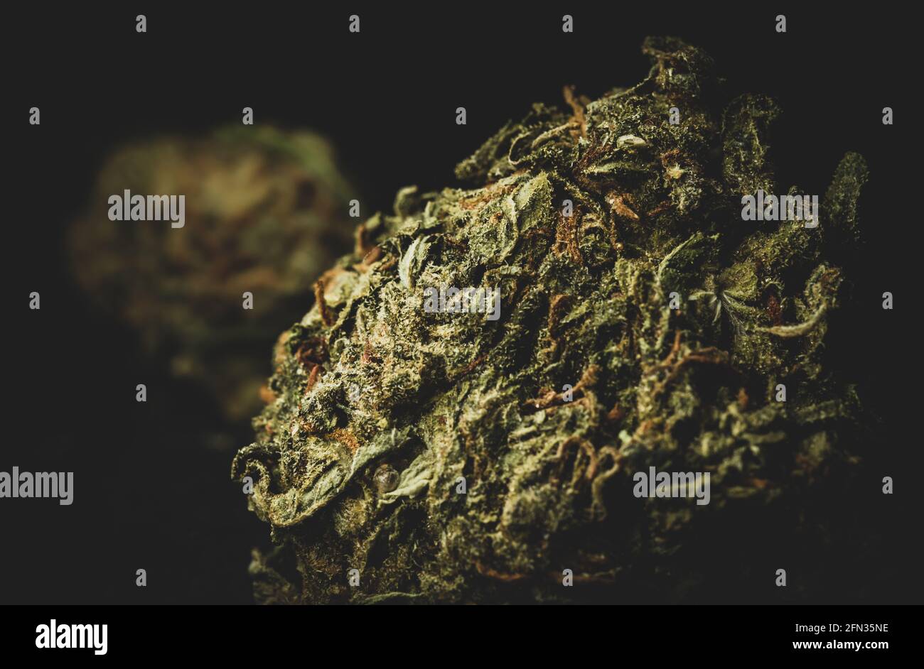 Makro Nahaufnahme Porträt von Mango Kush Cannabis Marihuana trockene Knospen, selektiver Fokus Stockfoto