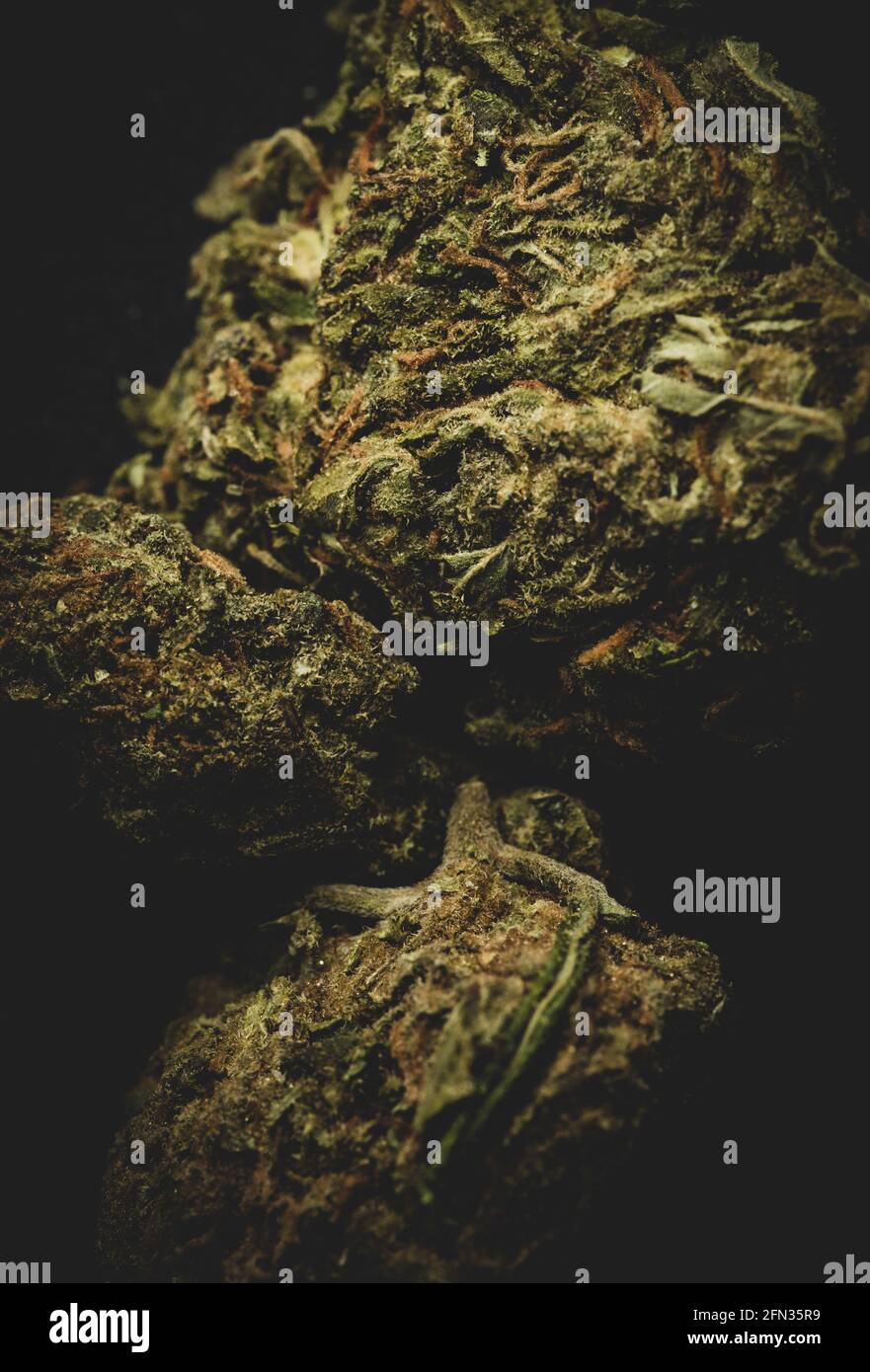Makro Nahaufnahme Porträt von Mango Kush Cannabis Marihuana trockene Knospen, selektiver Fokus Stockfoto