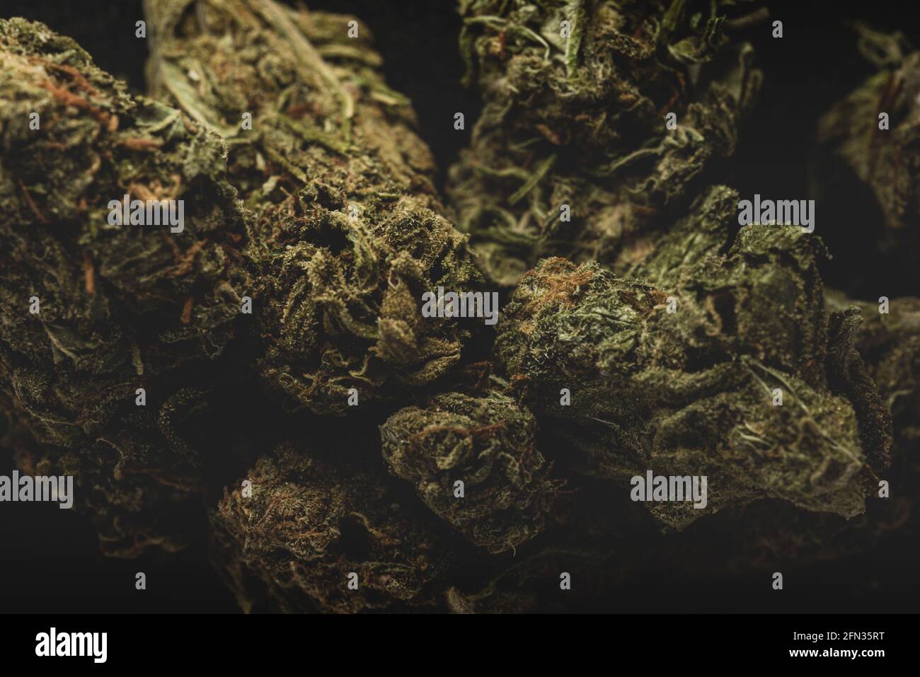 Makro Nahaufnahme Porträt von Mango Kush Cannabis Marihuana trockene Knospen, selektiver Fokus Stockfoto