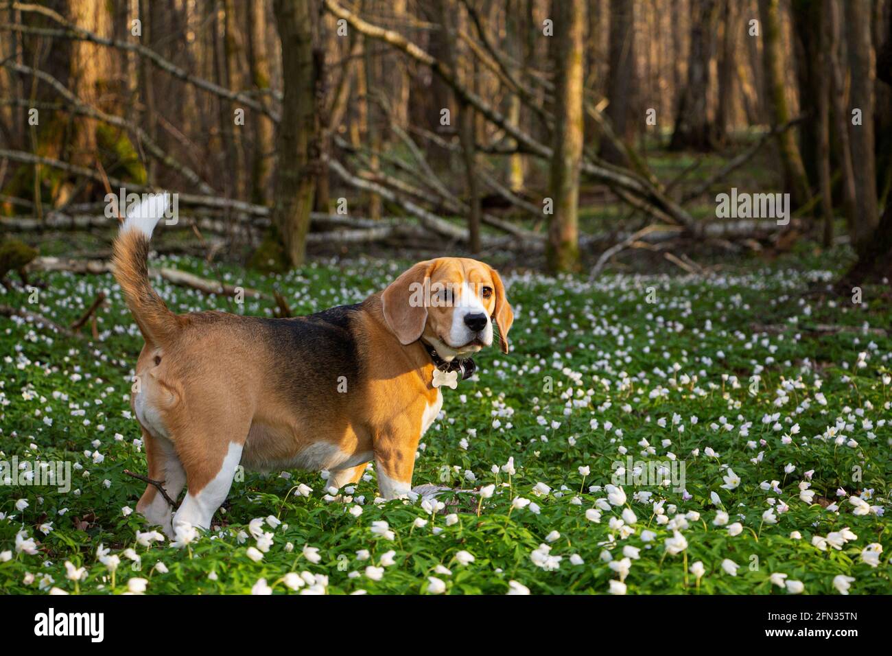 Ein Beagle-Hund im Frühlingswald, umgeben von Waldblumen Stockfoto
