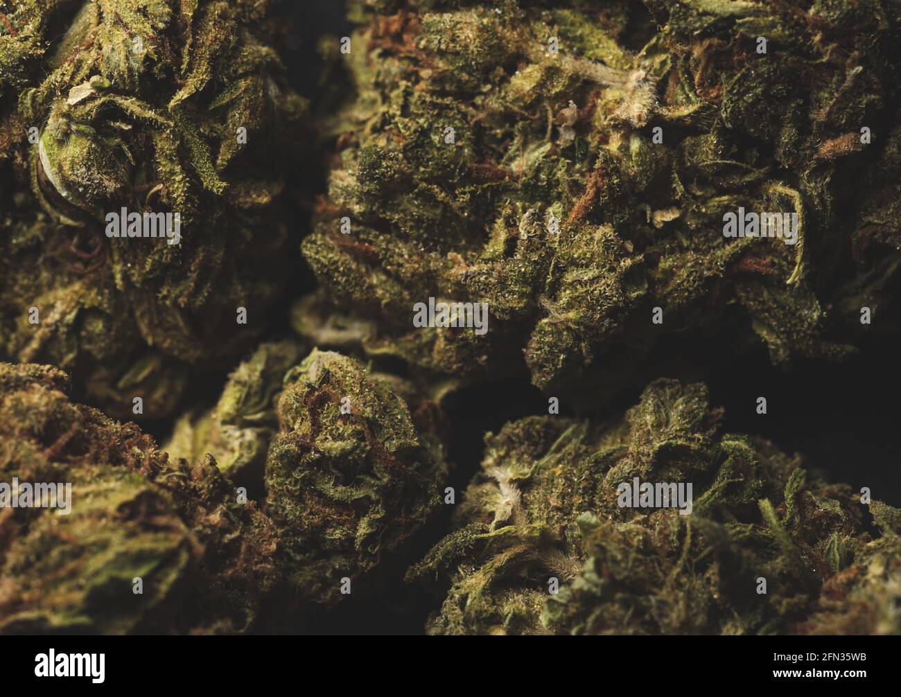 Makro Nahaufnahme Porträt von Mango Kush Cannabis Marihuana trockene Knospen, selektiver Fokus Stockfoto