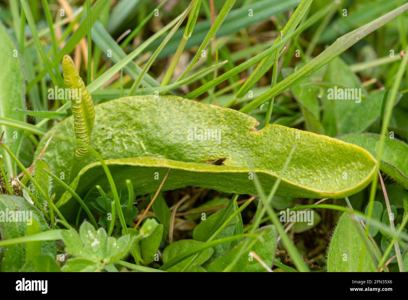Adder's-tongue Farn (Ophoglossum vulgatum), eine primitive Farn- und Indikatorart alter Wiesen, Großbritannien Stockfoto