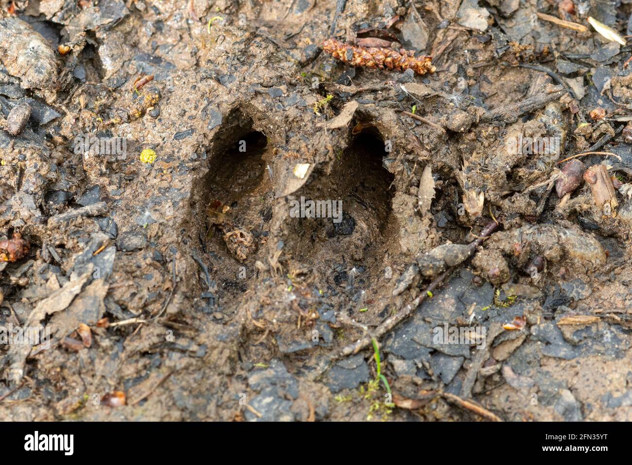 Reh-Schlitze im Schlamm, Capreolus capreolus Fußabdrücke, Tierschilder Stockfoto