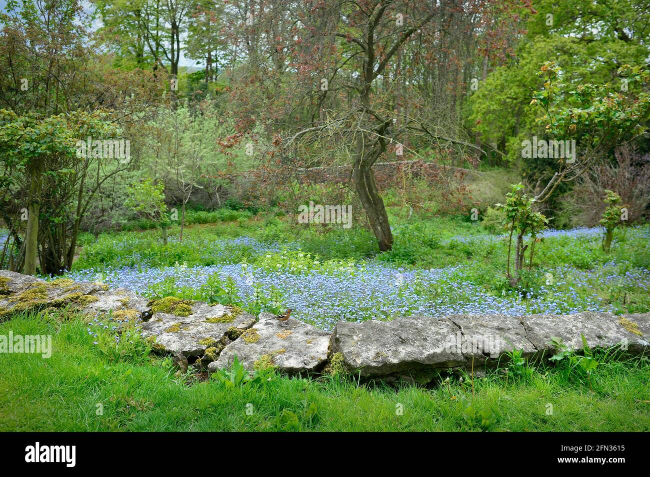 Buchfink im Wildflower Garden Masham North Yorkshire England Stockfoto