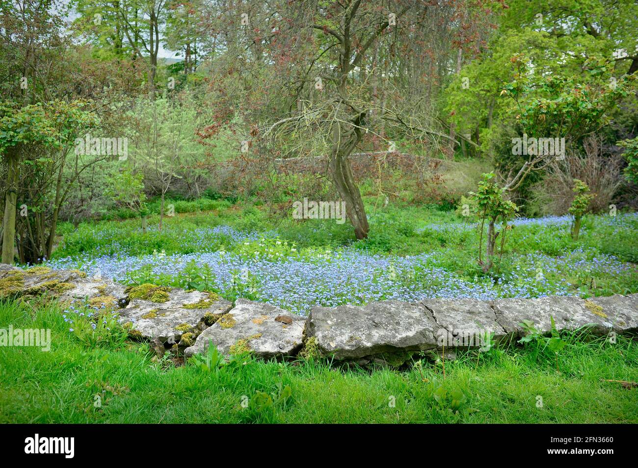 Feldmaus in Yorkshire Garden England Großbritannien Stockfoto