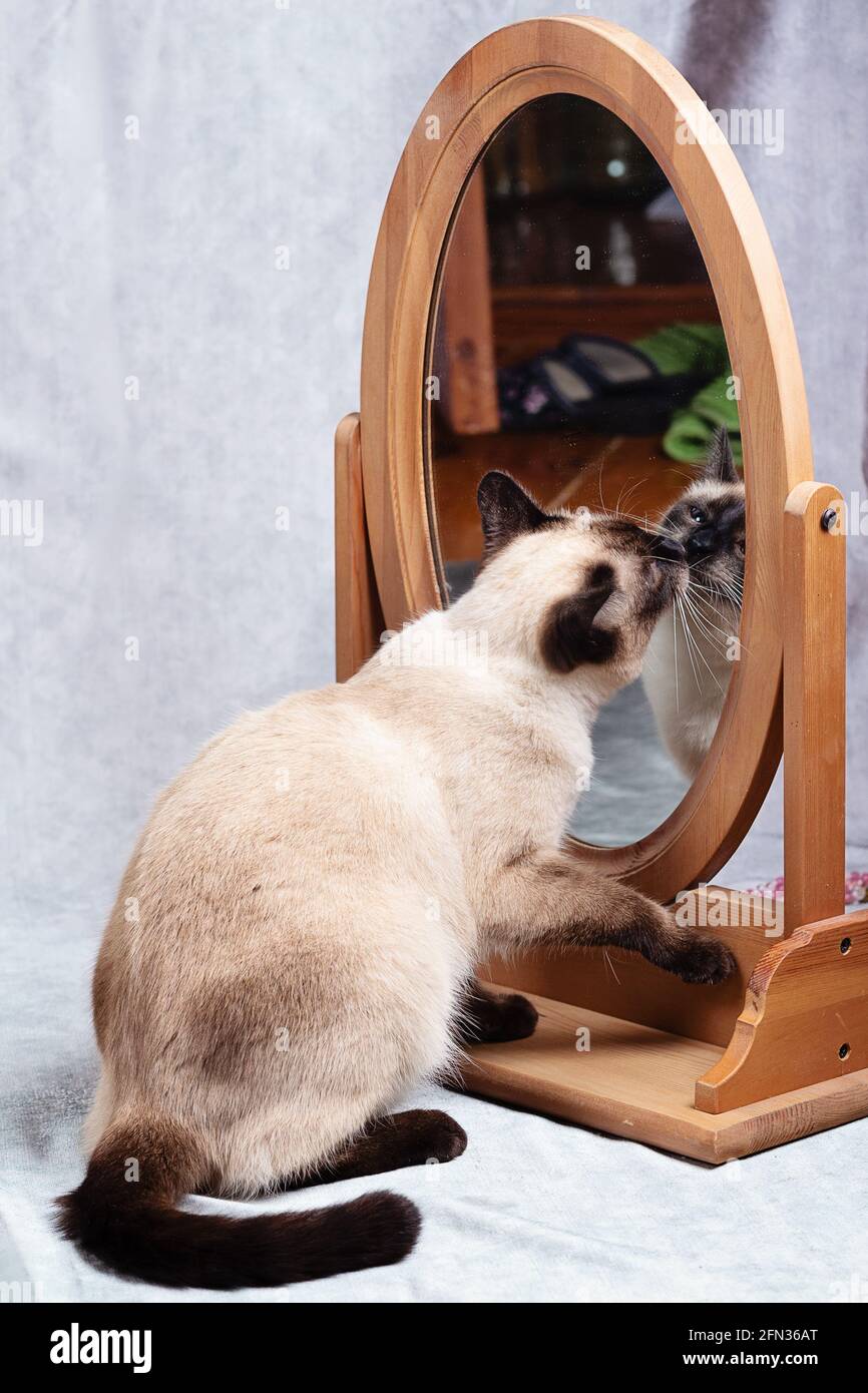 Die Katze sieht sich selbst in einem hölzernen Tischspiegel an. Lustige Thai Katze erkennt sich nicht im Spiegel. Nahaufnahme, grauer Hintergrund, selektives f Stockfoto