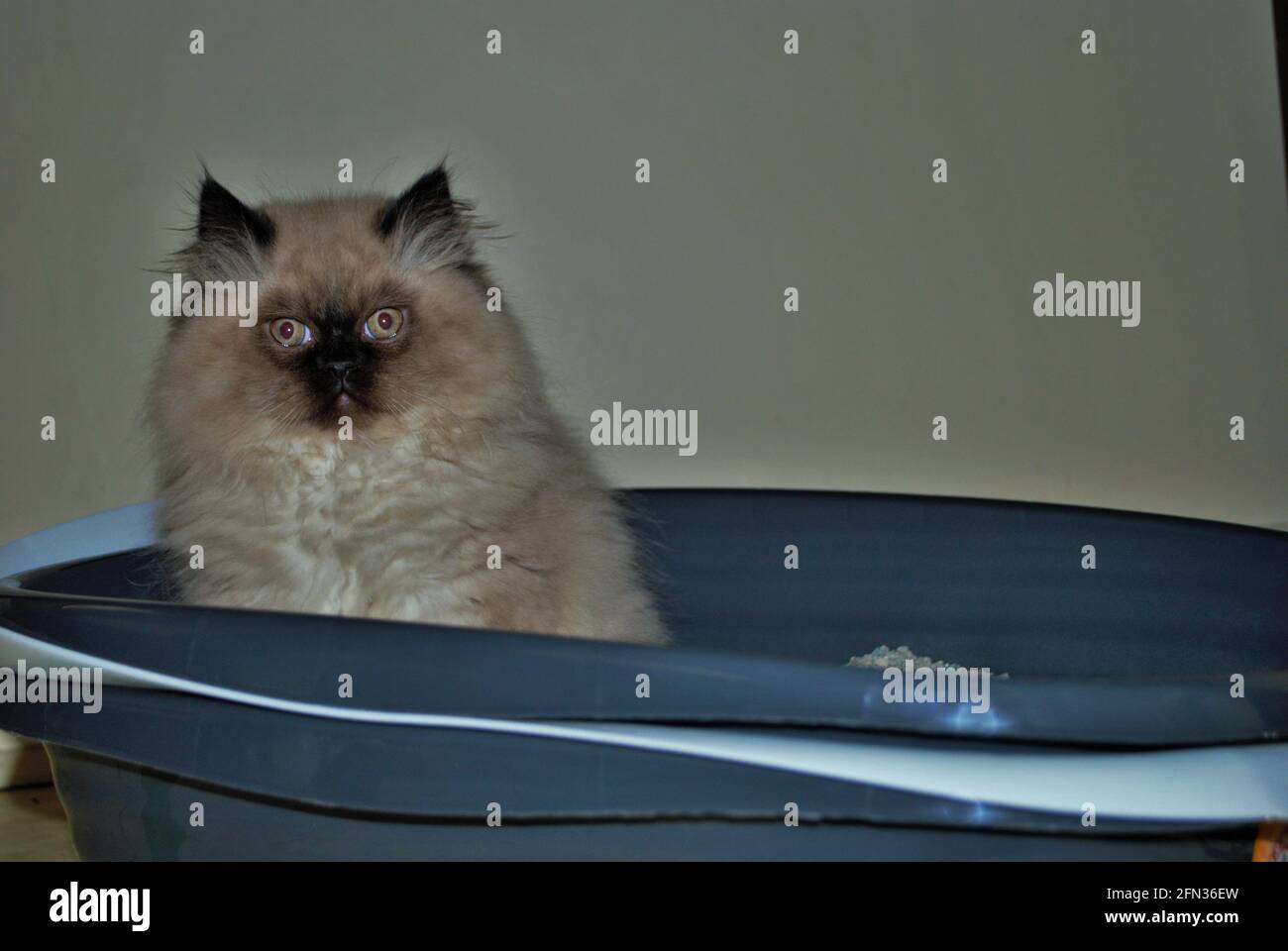 Itty bitty Himalayan Kätzchen Blick wütend in die Ferne während In der Wurfbox Stockfoto