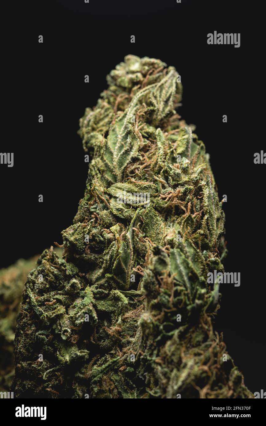 Makro-Nahaufnahme Porträt von Amnesia Cannabis Marijuana trockene Knospen, selektiver Fokus Stockfoto