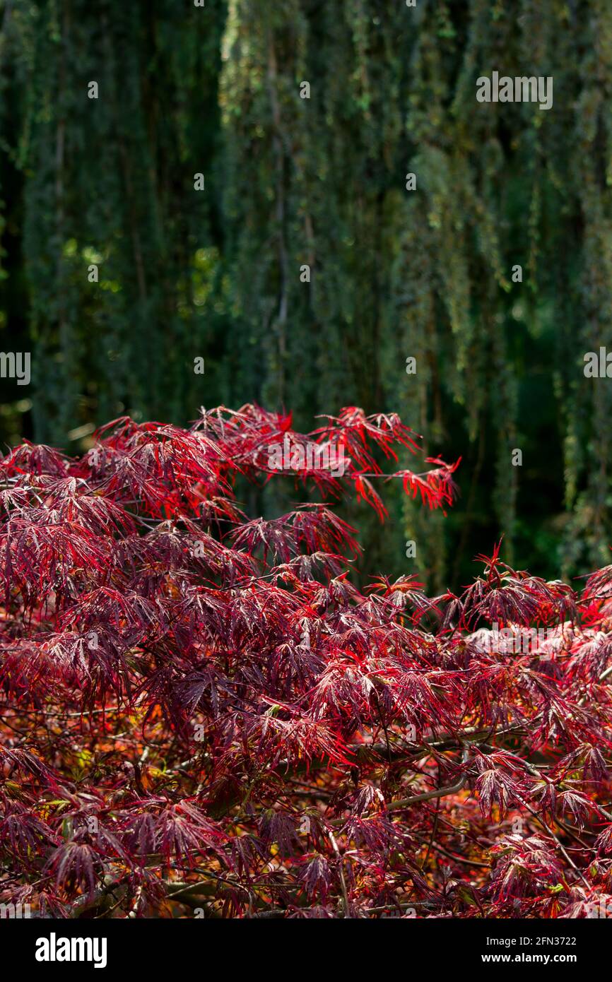 Natur der grünen und roten Blätter im Garten im Sommer. Natürliche grüne Blätter Pflanzen mit als Frühlingshintergrund, Ökologie Tapete. Soft Art Unschärfe-Bild Stockfoto