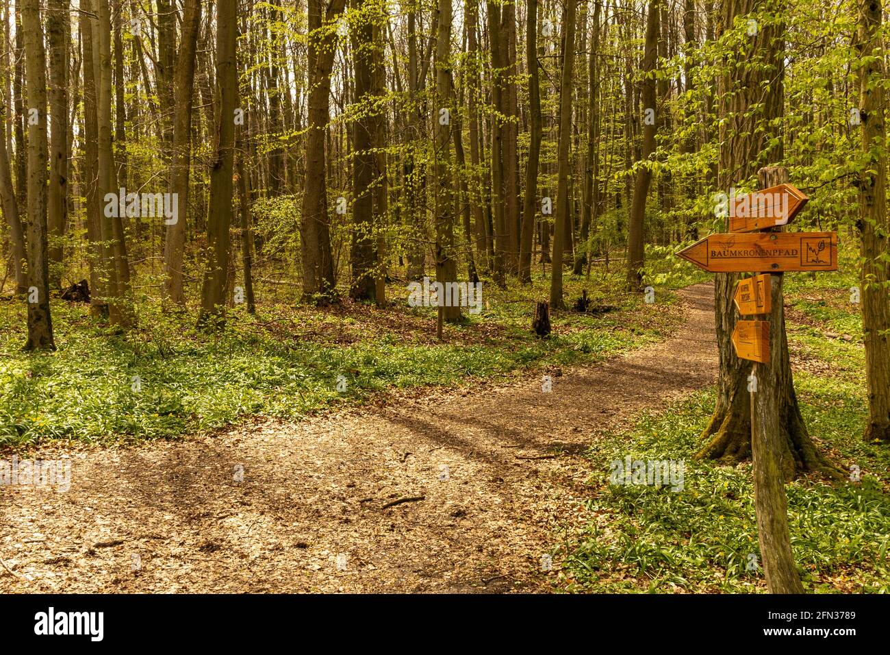 Wegweiser zum Baumkronenweg im Hainich-Nationalpark Stockfoto