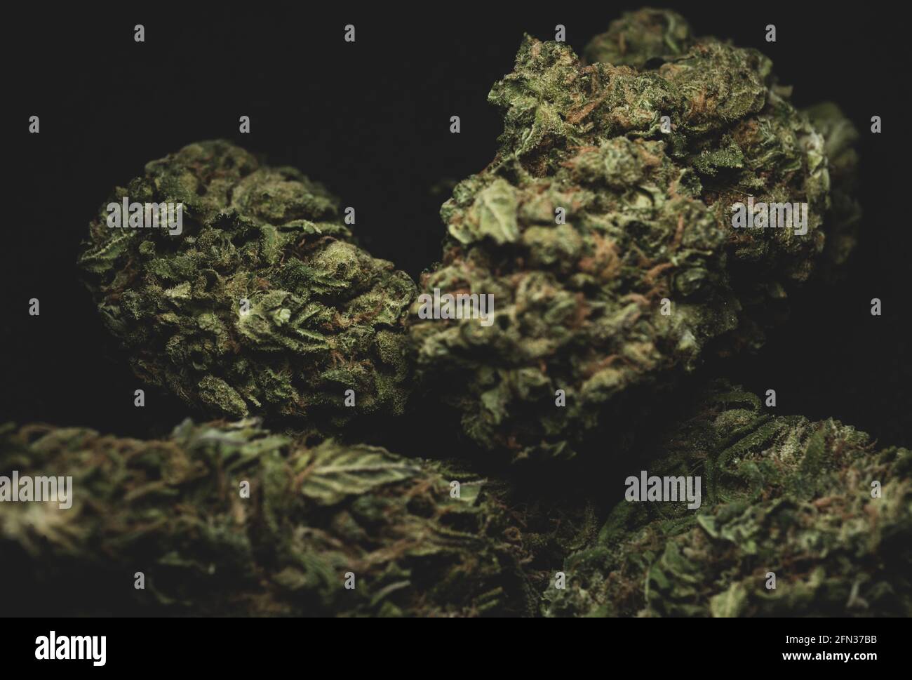 Makro-Nahaufnahme Porträt von Amnesia Cannabis Marijuana trockene Knospen, selektiver Fokus Stockfoto