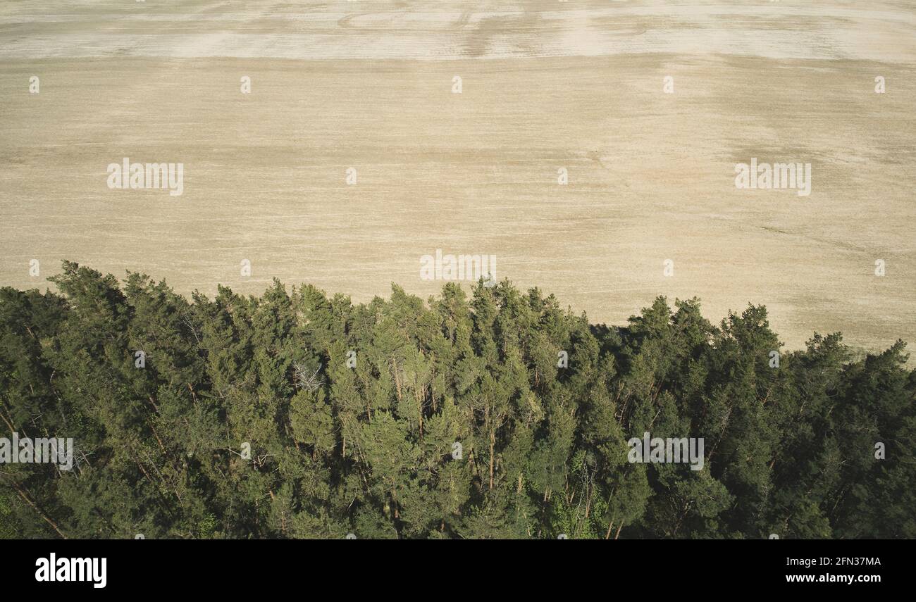 Thema „Schnittbaum Wald“. Leeres braunes Bodenfeld neben der Waldansicht Stockfoto