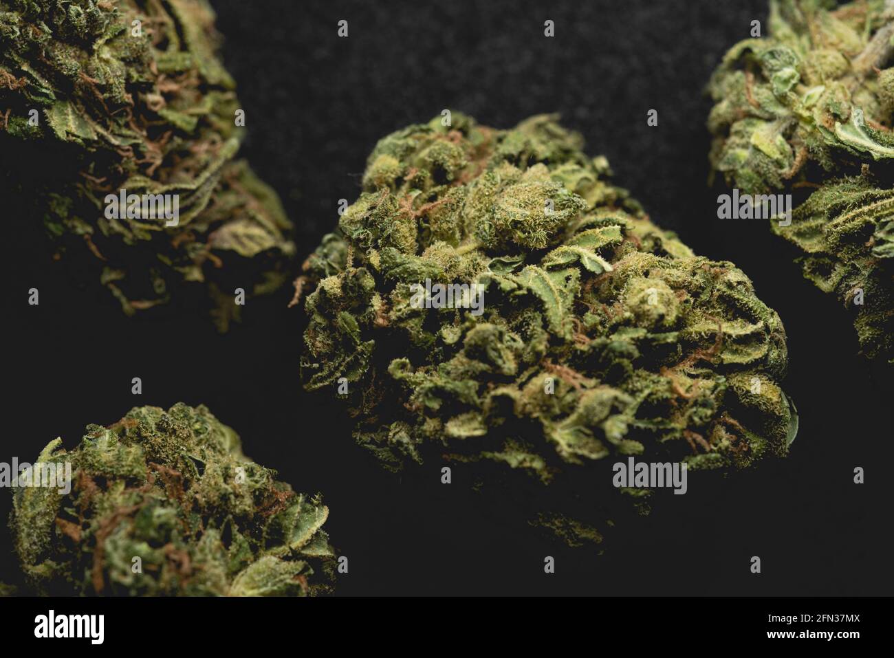 Makro-Nahaufnahme Porträt von Amnesia Cannabis Marijuana trockene Knospen, selektiver Fokus Stockfoto