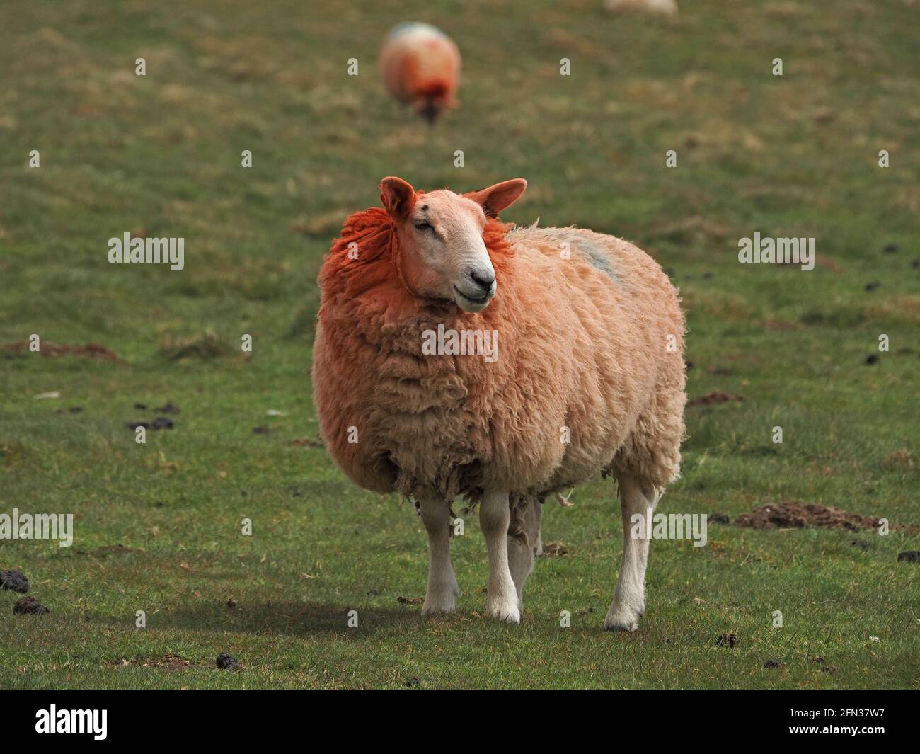 Leuchtend roter Farbstoff am Hals und Kopf von einzelnen Schafen, die mit anderen auf der Hochlandweide in Cumbria, England, Großbritannien, grasen Stockfoto