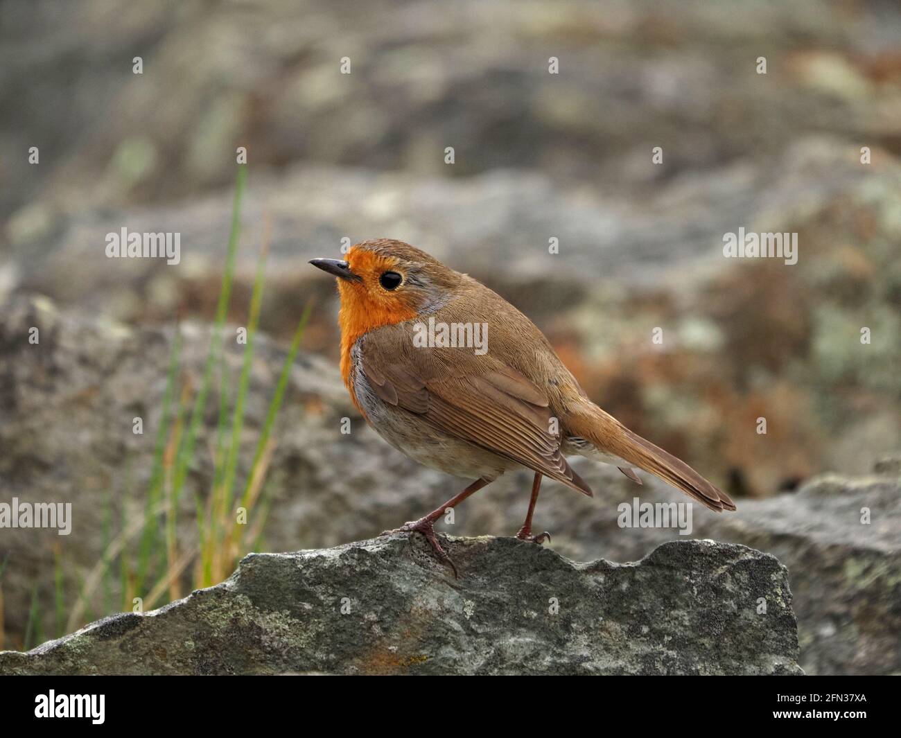 Europäischer Rotkehlchen oder Rotkehlchen (Erithacus rubecula) an einem wilden windigen Frühlingstag bei Haweswater in Mardale, Cumbria, England, Großbritannien Stockfoto