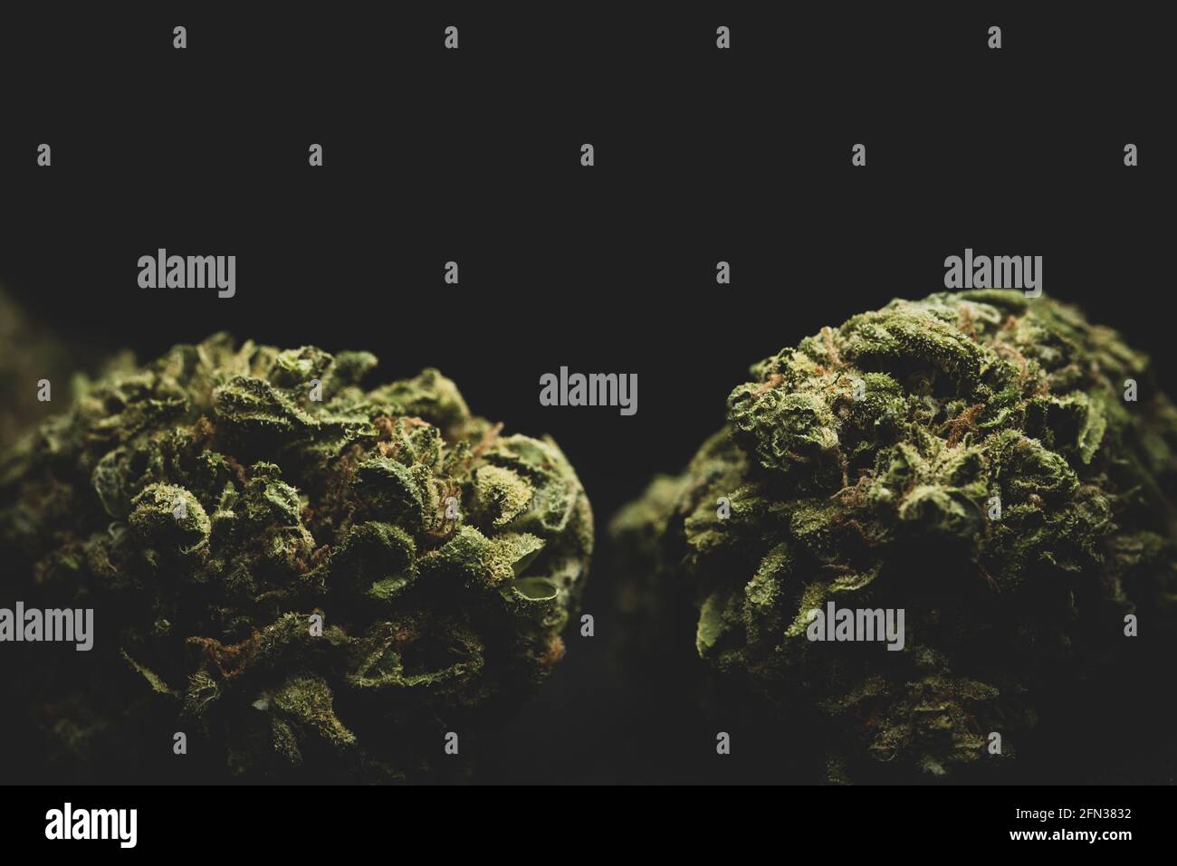 Makro-Nahaufnahme Porträt von Amnesia Cannabis Marijuana trockene Knospen, selektiver Fokus Stockfoto