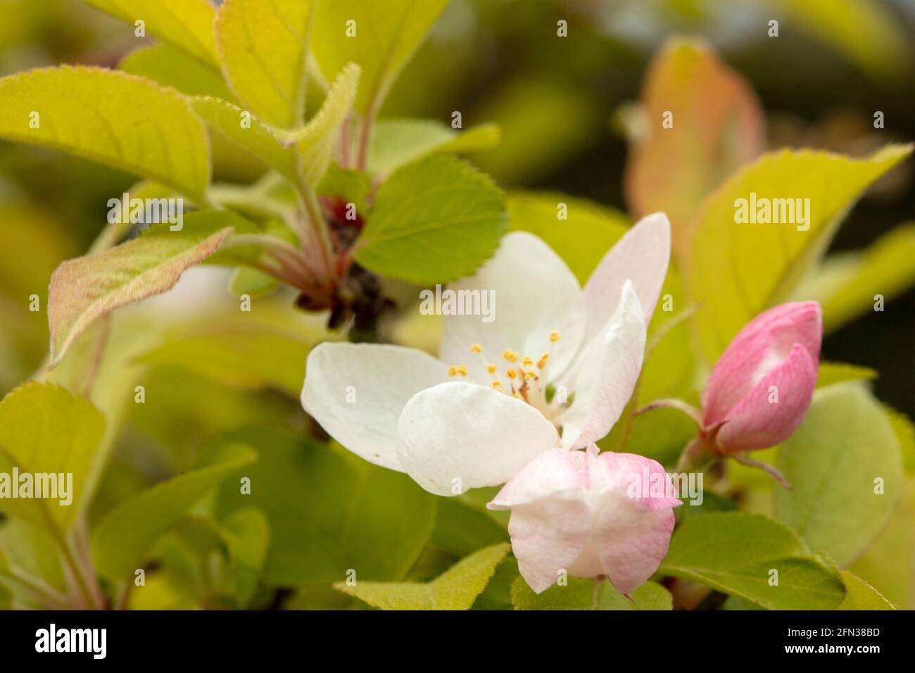 Bonsai (35 jahre alt), Malus Sylvestris Baum in voller Frühlingsblüte Stockfoto