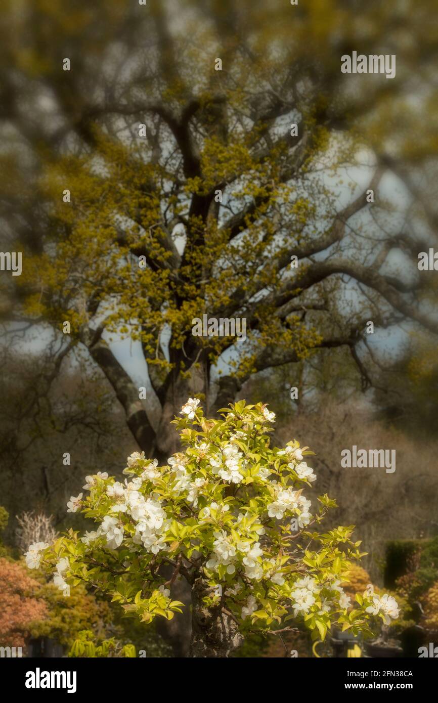 Bonsai (35 jahre alt), Malus Sylvestris Baum in voller Frühlingsblüte Stockfoto