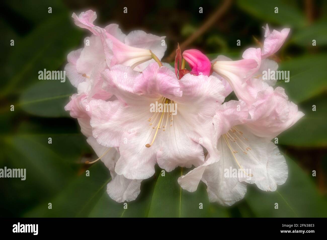 Rhododendron – Loderi Fairyland Naturblumen-Portrait Stockfoto