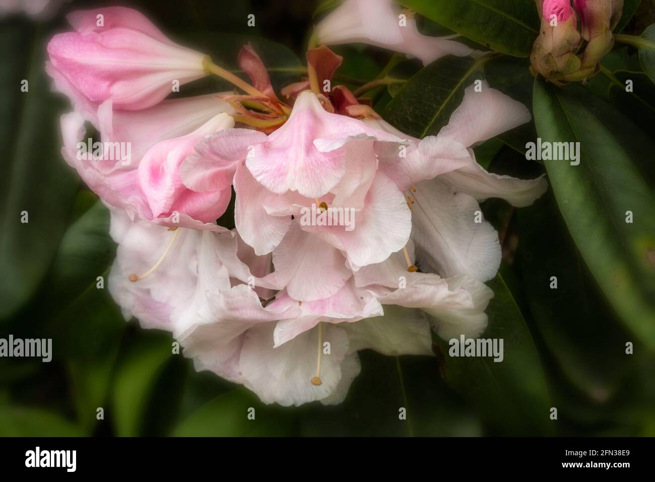 Rhododendron – Loderi Fairyland Naturblumen-Portrait Stockfoto