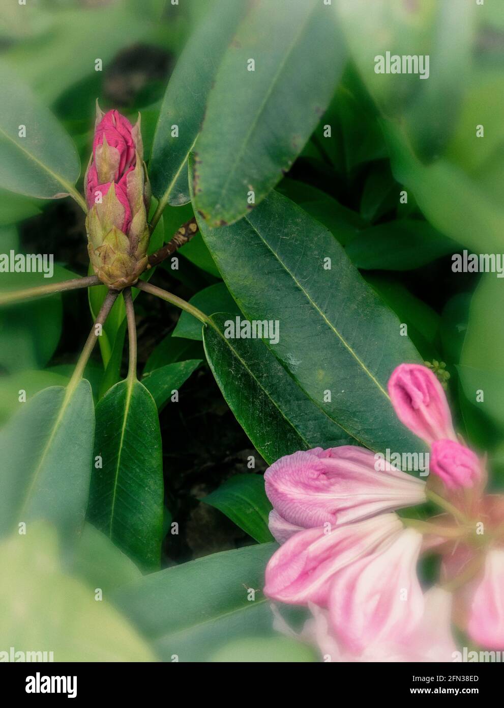 Rhododendron – Loderi Fairyland Naturblumen-Portrait Stockfoto