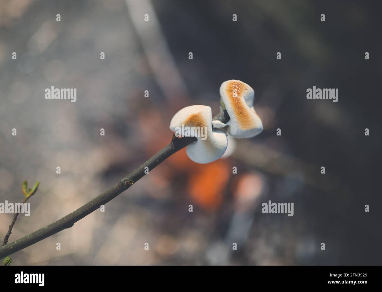 Süßes Sumpfgebiet auf dem Stock sein Toasten auf dem Scheiterhaufen im Sommerwald am Abend. Urlaub und Reisen. Stockfoto