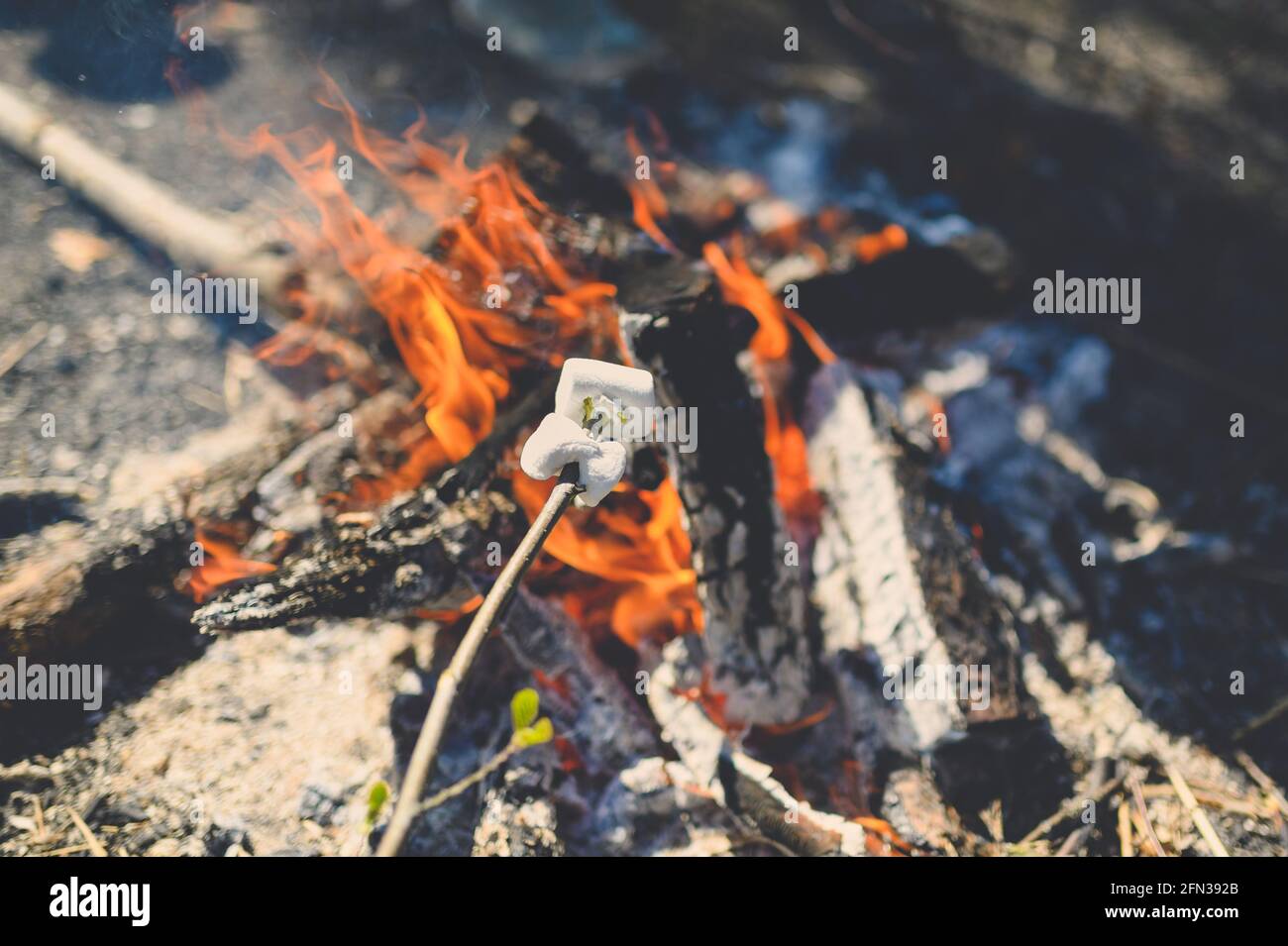 Süßes Sumpfgebiet auf dem Stock sein Toasten auf dem Scheiterhaufen im Sommerwald am Abend. Urlaub und Reisen. Stockfoto
