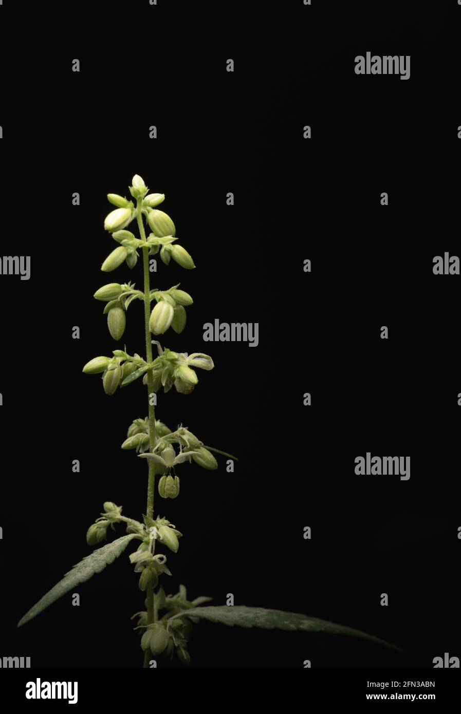 Makro-Nahaufnahme eines männlichen Marihuana-Cannabis-Werks Blumen Stockfoto