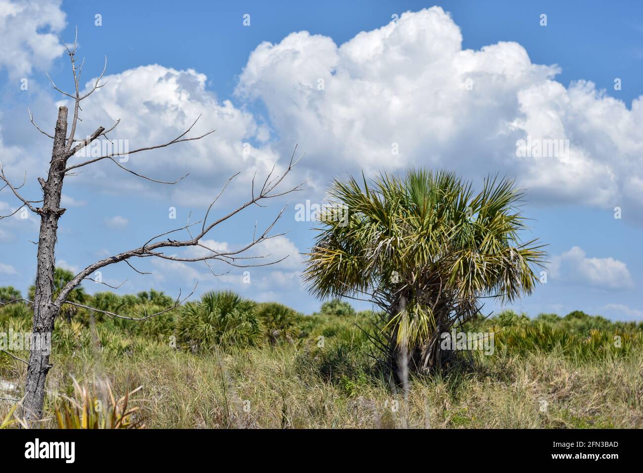 Einfache Landschaftsaufnahme eines Küstenökosystems im Florida State Park Stockfoto