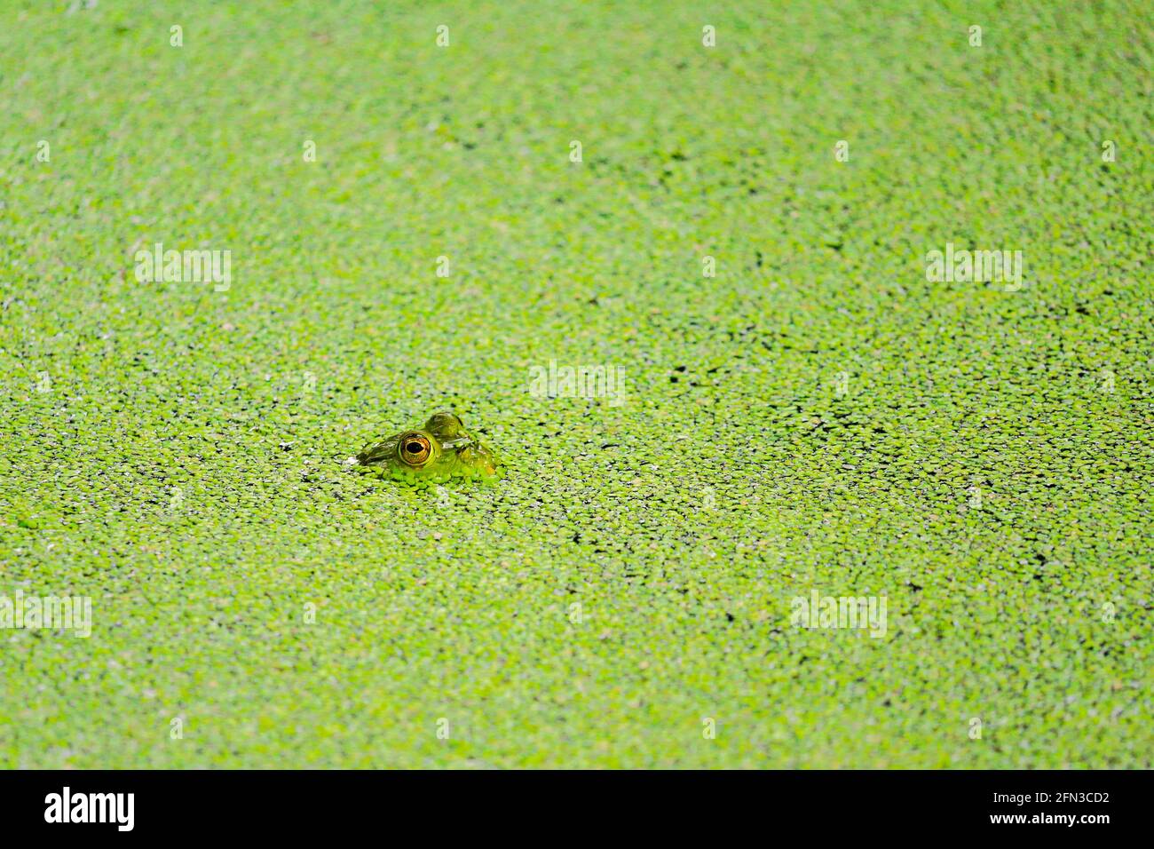 Amerikanischer Bullfrog (Lithobates catesbeianus) in einem Teich, der mit Entenkraut bedeckt ist. Salt Creek Nature Preserve, Cook County, Illinois. Stockfoto