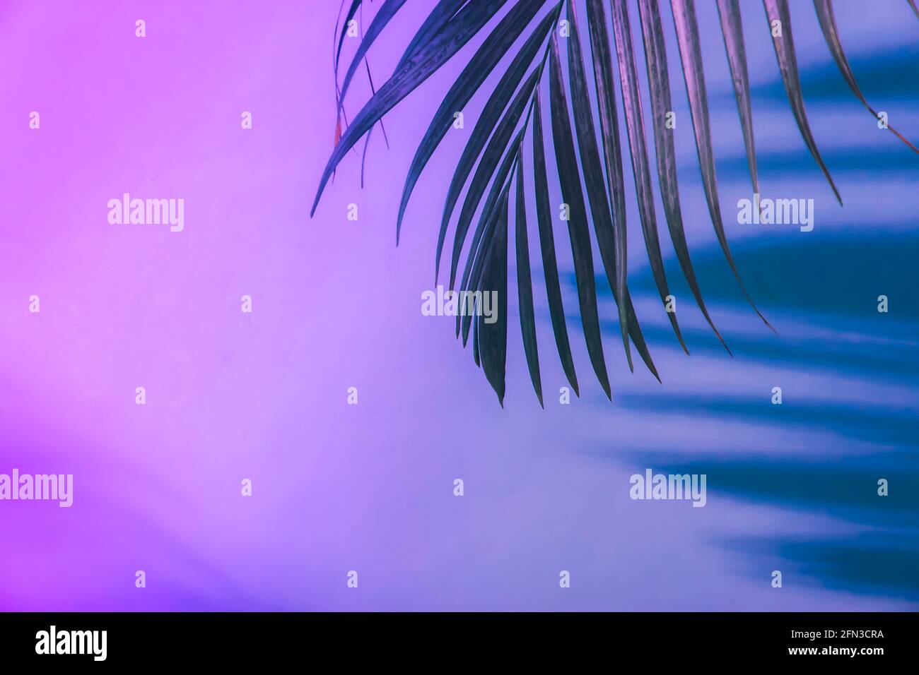 Schatten von tropischen Palmenblättern in Neonlicht. Fluoreszierendes, ultraviolettes Farblayout. Stockfoto