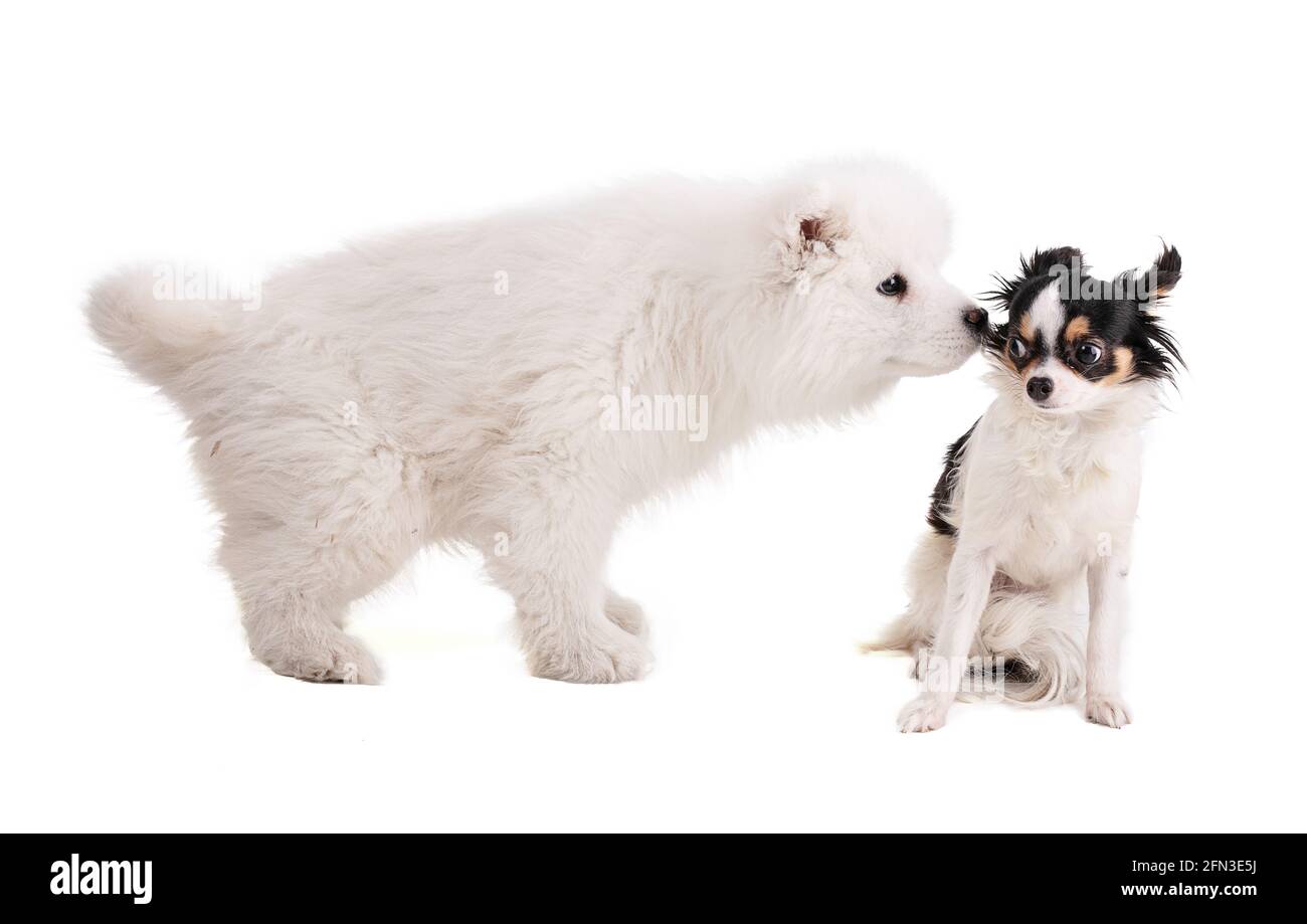 Portraits eines smaoyed Welpen und chihuahua auf einem weißen Hintergrund Stockfoto
