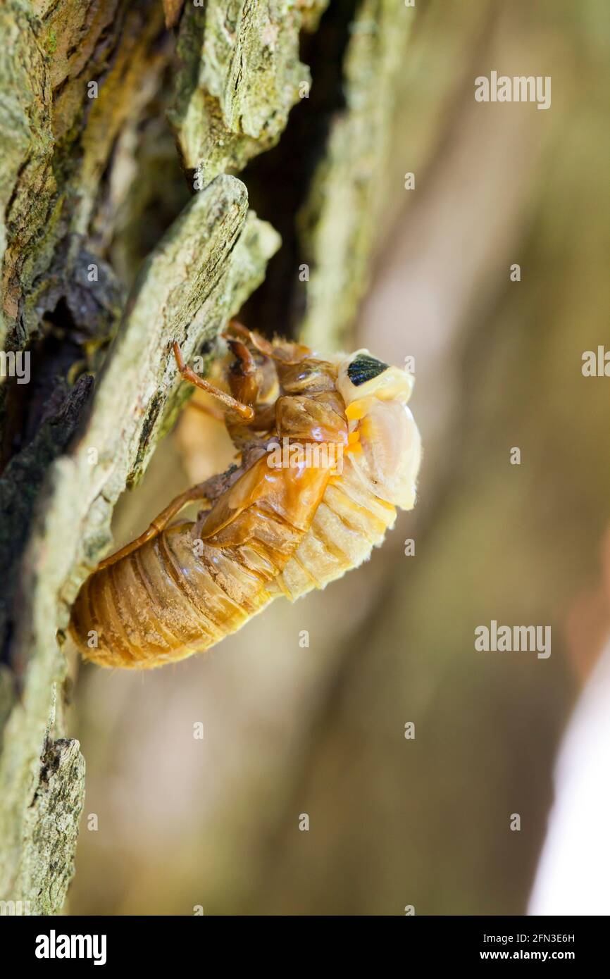Brut X cicada (Magicicada) Häutung aus Exoskelett, Mai 2021 - Virginia USA Stockfoto
